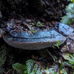 Phellinus sp. at Box Cutting Rainforest Walk - 6 Jun 2024 04:24 PM