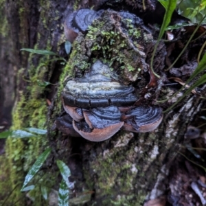 Phellinus sp. at Box Cutting Rainforest Walk - 6 Jun 2024 04:24 PM