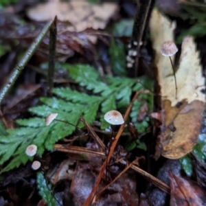 Marasmius sp. at Box Cutting Rainforest Walk - 6 Jun 2024