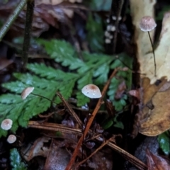 Marasmius sp. at Box Cutting Rainforest Walk - 6 Jun 2024