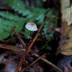 Marasmius sp. at Box Cutting Rainforest Walk - 6 Jun 2024