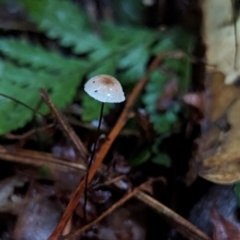 Marasmius sp. at Box Cutting Rainforest Walk - 6 Jun 2024 04:23 PM