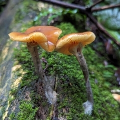 Unidentified Fungus at Box Cutting Rainforest Walk - 6 Jun 2024 by Sunray