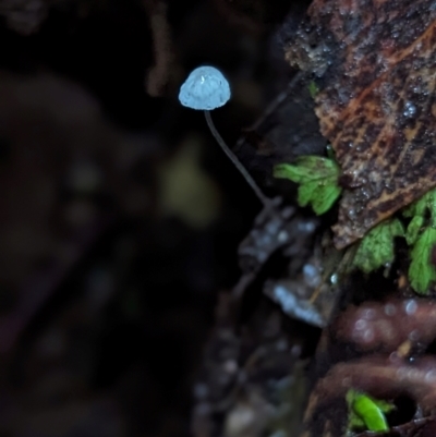 Unidentified Cap on a stem; gills below cap [mushrooms or mushroom-like] at Box Cutting Rainforest Walk - 6 Jun 2024 by Sunray
