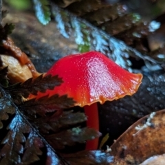 Unidentified Cap on a stem; gills below cap [mushrooms or mushroom-like] at Bodalla State Forest - 6 Jun 2024 by Sunray