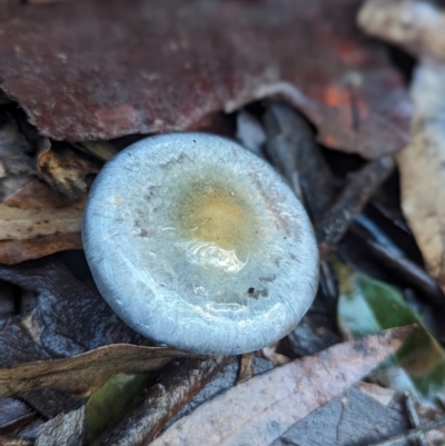 Unidentified Cap on a stem; gills below cap [mushrooms or mushroom-like] at Bodalla State Forest - 6 Jun 2024 by Sunray