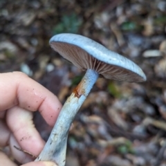 Cortinarius rotundisporus at Box Cutting Rainforest Walk - 6 Jun 2024