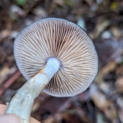 Cortinarius rotundisporus at Box Cutting Rainforest Walk - 6 Jun 2024 04:02 PM