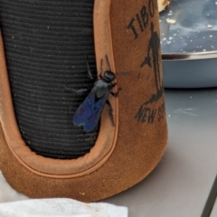 Austroscolia soror (Blue Flower Wasp) at Berremangra, NSW - 2 Mar 2024 by Sunray