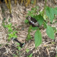 Unidentified Butterfly (Lepidoptera, Rhopalocera) at Carool, NSW - 16 Mar 2024 by Sunray