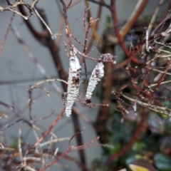 Unidentified Wasp (Hymenoptera, Apocrita) at Tweed Heads South, NSW - 16 Jan 2024 by Sunray