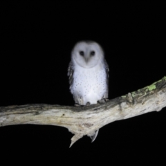 Tyto alba (Barn Owl) at Kambah, ACT - 7 Jun 2024 by HelenCross