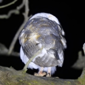 Tyto alba at Lions Youth Haven - Westwood Farm A.C.T. - 7 Jun 2024