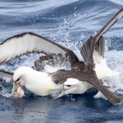 Thalassarche cauta (Shy Albatross) at Undefined - 1 Jun 2024 by BenHarvey