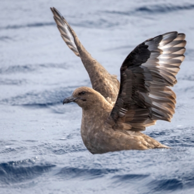 Stercorarius antarcticus (Brown Skua) at Undefined - 1 Jun 2024 by BenHarvey