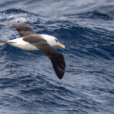 Thalassarche impavida (Campbell Albatross) at Undefined - 1 Jun 2024 by BenHarvey