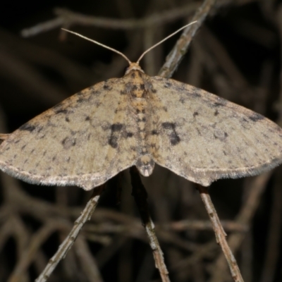 Poecilasthena scoliota (A Geometer moth (Larentiinae)) at WendyM's farm at Freshwater Ck. - 14 Sep 2023 by WendyEM