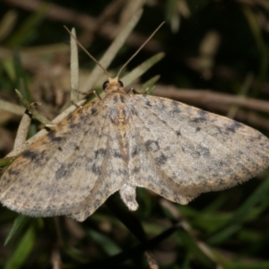 Poecilasthena scoliota at WendyM's farm at Freshwater Ck. - 14 Sep 2023