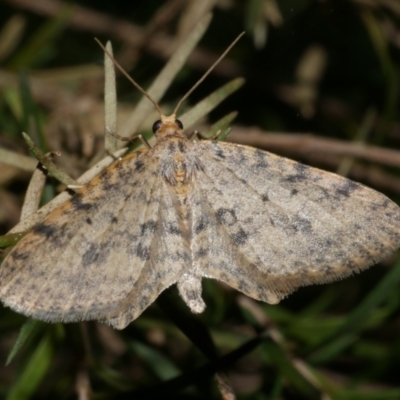 Poecilasthena scoliota (A Geometer moth (Larentiinae)) at WendyM's farm at Freshwater Ck. - 14 Sep 2023 by WendyEM