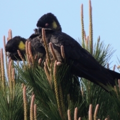 Zanda funerea (Yellow-tailed Black-Cockatoo) at Freshwater Creek, VIC - 17 Sep 2023 by WendyEM