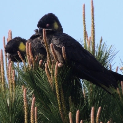 Zanda funerea (Yellow-tailed Black-Cockatoo) at Freshwater Creek, VIC - 17 Sep 2023 by WendyEM