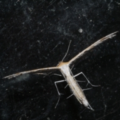 Stangeia xerodes (A plume moth) at WendyM's farm at Freshwater Ck. - 19 Sep 2023 by WendyEM