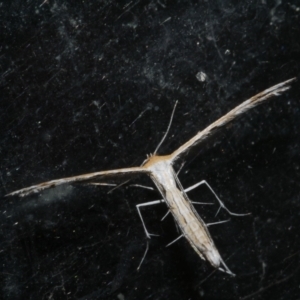 Stangeia xerodes at WendyM's farm at Freshwater Ck. - 19 Sep 2023 10:17 PM