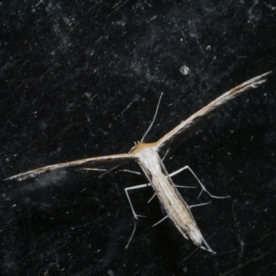 Stangeia xerodes (A plume moth) at Freshwater Creek, VIC - 19 Sep 2023 by WendyEM