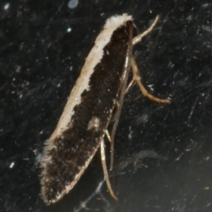 Monopis ethelella at WendyM's farm at Freshwater Ck. - 19 Sep 2023 10:15 PM