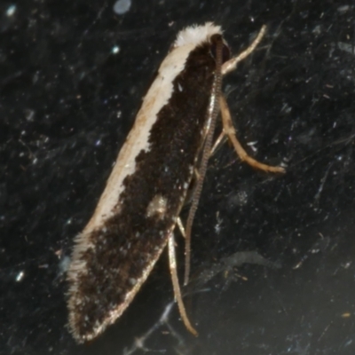 Monopis ethelella (Dead Sheep's Moth) at Freshwater Creek, VIC - 19 Sep 2023 by WendyEM