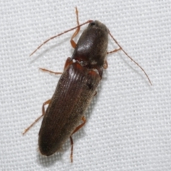 Elateridae sp. (family) at Freshwater Creek, VIC - 19 Sep 2023 by WendyEM