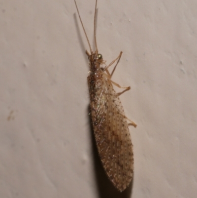 Micromus tasmaniae (Tasmanian Brown Lacewing) at WendyM's farm at Freshwater Ck. - 19 Sep 2023 by WendyEM