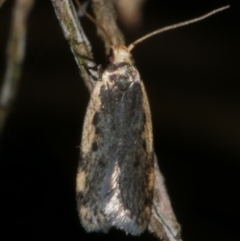 Hoplostega ochroma (a Eulechria Group moth) at Freshwater Creek, VIC - 28 Sep 2023 by WendyEM