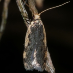 Hoplostega ochroma at WendyM's farm at Freshwater Ck. - 28 Sep 2023 10:08 PM