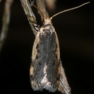 Hoplostega ochroma at WendyM's farm at Freshwater Ck. - 28 Sep 2023