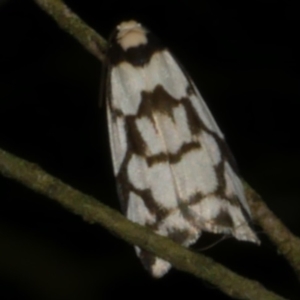 Chiriphe dichotoma at WendyM's farm at Freshwater Ck. - 28 Sep 2023 10:14 PM