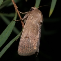 Proteuxoa hypochalchis (Black-bar Noctuid) at WendyM's farm at Freshwater Ck. - 28 Sep 2023 by WendyEM