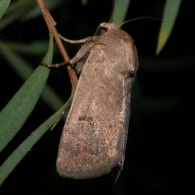 Proteuxoa hypochalchis (Black-bar Noctuid) at Freshwater Creek, VIC - 28 Sep 2023 by WendyEM