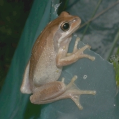 Litoria ewingii at WendyM's farm at Freshwater Ck. - 28 Sep 2023 by WendyEM