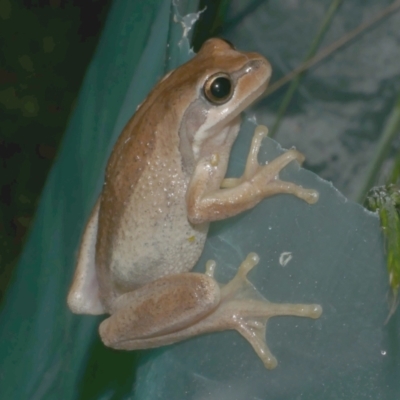 Litoria ewingii (Ewing's Tree Frog) at WendyM's farm at Freshwater Ck. - 28 Sep 2023 by WendyEM
