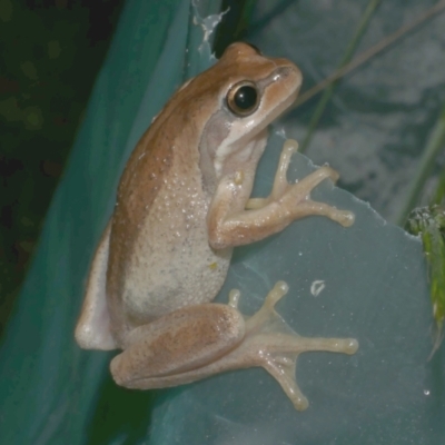 Litoria ewingii at Freshwater Creek, VIC - 28 Sep 2023 by WendyEM