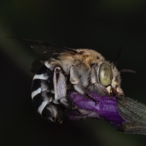 Amegilla sp. (genus) at Murrumbateman, NSW - suppressed