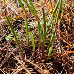 Thelymitra (Genus) (Sun Orchid) at Isaacs Ridge and Nearby - 8 Jun 2024 by Mike