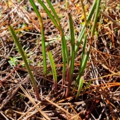 Thelymitra sp. (A Sun Orchid) at Isaacs Ridge and Nearby - 8 Jun 2024 by Mike