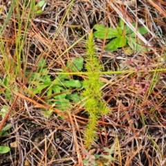 Erica lusitanica (Spanish Heath ) at Isaacs, ACT - 8 Jun 2024 by Mike