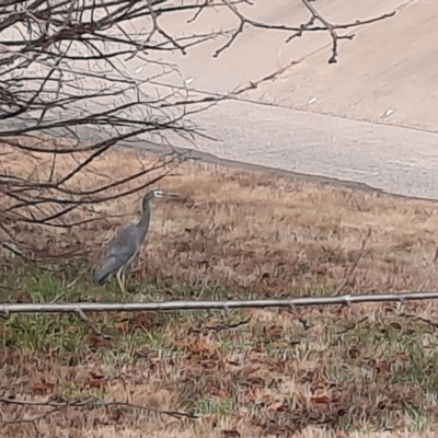 Egretta novaehollandiae (White-faced Heron) at Tuggeranong Creek to Monash Grassland - 8 Jun 2024 by MB