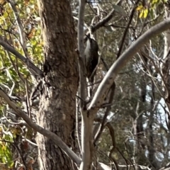 Cormobates leucophaea (White-throated Treecreeper) at Bungendore, NSW - 8 Jun 2024 by yellowboxwoodland