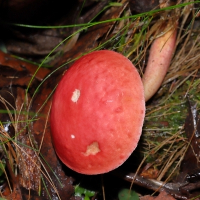 Boletellus obscurecoccineus (Rhubarb Bolete) at Paddys River, ACT - 8 Jun 2024 by TimL