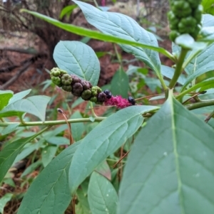 Phytolacca octandra at Watson, ACT - 8 Jun 2024 03:24 PM