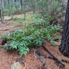 Phytolacca octandra at Watson, ACT - 8 Jun 2024